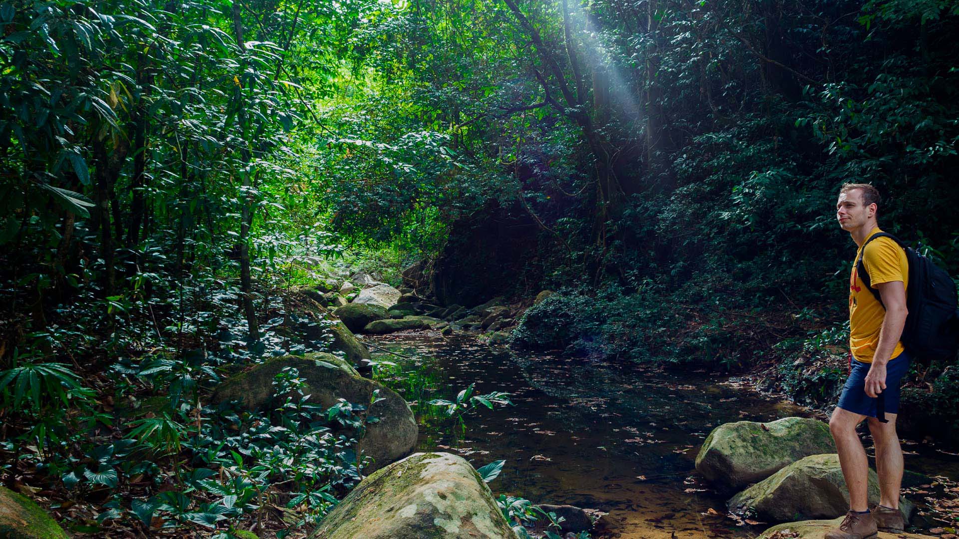 Trekking In The Jungle Trails In The Rainforest